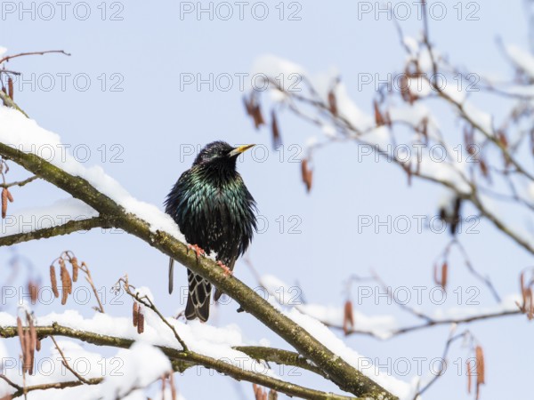 Starling (Sturnus vulgaris), in winter, Upper Bavaria, Germany
