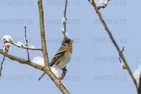 Mountain finch (Fringilla montifringilla), male at rest, calling, winter, winter visitor, Upper Bavaria, Germany