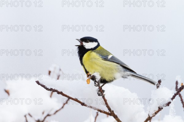 Great tit (Parus major) male singing in the snow, spring, Upper Bavaria, Germany