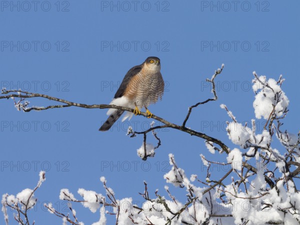 Sparrowhawk (Accipiter nisus), tercel, male sitting on a snow-covered branch, winter, Upper Bavaria, Germany