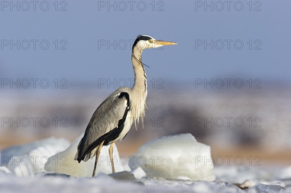 Grey heron (Ardea cinerea), standing on ice, winter, Baltic Sea, Usedom, Mecklenburg-Western Pomerania, Germany