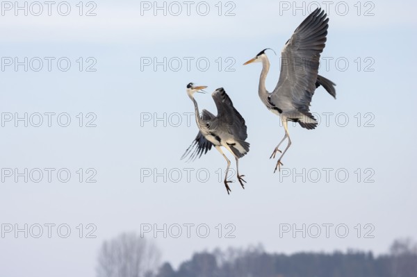 Grey heron arguing (Ardea cinerea), flight, flying, Usedom, Mecklenburg-Western Pomerania, Germany