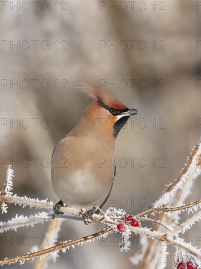 Waxwing (Bobycilla garrulus) sitting in snowball (Viburnum opulus), hoarfrost, winter, winter visitor, Upper Bavaria, Germany