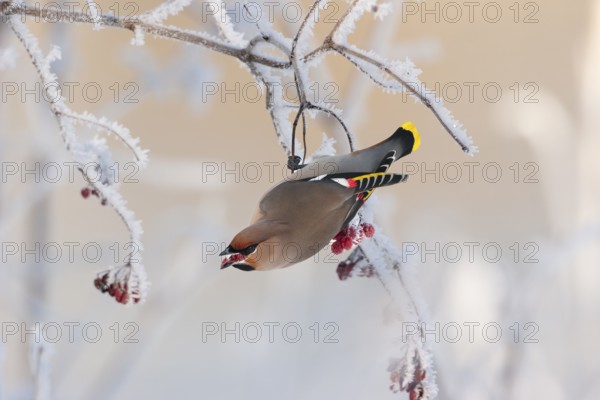 Waxwing (Bobycilla garrulus) eating berries of snowball (Viburnum opulus), hoarfrost, winter, winter visitor, Upper Bavaria, Germany