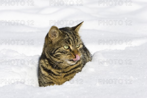 Tabby house cat in deep snow, Bavaria, Germany