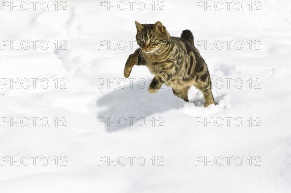 Tiggy house cat running in snow, jump, Bavaria, Germany