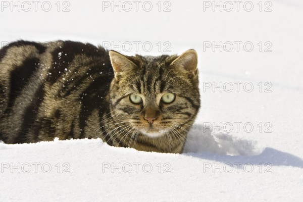 Tiger house cat in snow, Bavaria, Germany