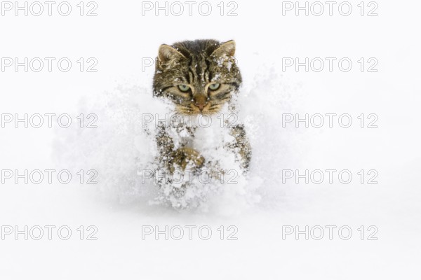 Tiggy house cat running in snow, Bavaria, Germany