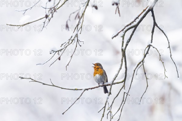 European robin (Erithacus rubecula), singing in winter, Bavaria, Germany