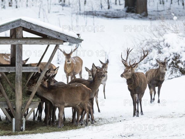 Red deer (Cervus elaphus) at feeding trough, game feeding in winter with snow, Upper Bavaria, Germany