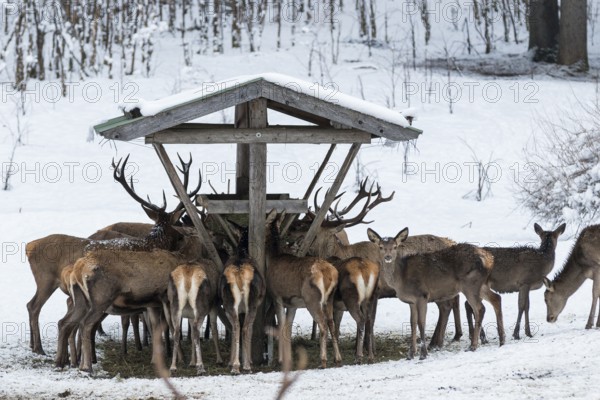 Red deer (Cervus elaphus) feeding on snow in winter, Upper Bavaria, Germany
