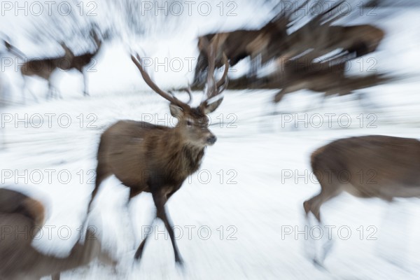 Red deer (Cervus elaphus) running on snow in winter, red deer, Zoom, Upper Bavaria, Germany