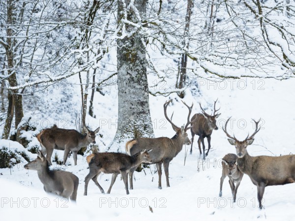 Red deer (Cervus elaphus), red deer in winter, Upper Bavaria, Germany