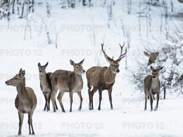 Red deer (Cervus elaphus) with hinds in the snow, winter, Upper Bavaria, Germany