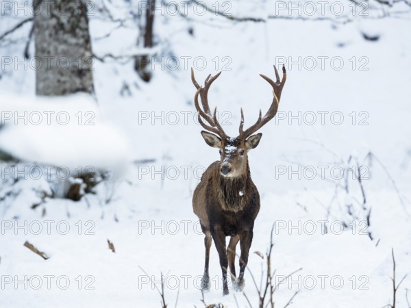 Red deer (Cervus elaphus), red deer, in the snow, winter, Upper Bavaria, Germany