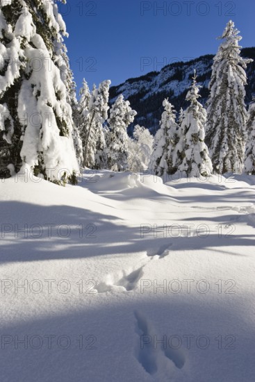 Winter landscape with animal tracks, snow-covered spruce trees (Pica abies), Bavarian Alps, Upper Bavaria, Germany