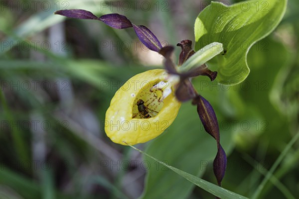 Hoverfly caught in lady's slipper flower (Cypripedium calceolus), Pupplinger Au, Isar floodplain, Upper Bavaria, Germany