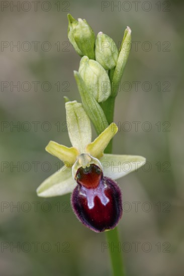 Spider orchid (Ophrys sphecodes), single flower, close-up, Pupplinger Au, Isar floodplain, Upper Bavaria, Germany