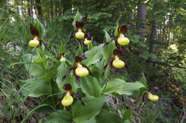 Lady's slipper (Cypripedium calceolus), several in deciduous forest, Upper Bavaria, Germany