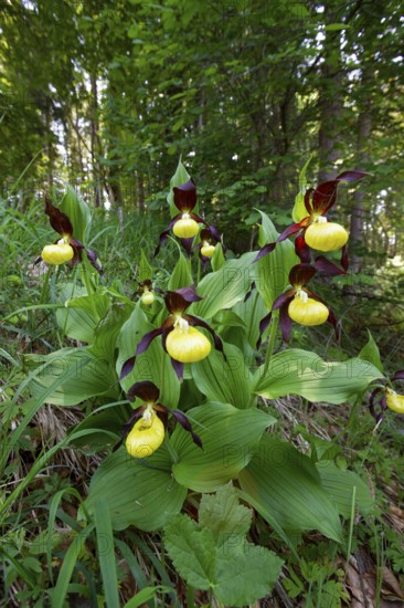 Lady's slipper (Cypripedium calceolus), several in deciduous forest, Upper Bavaria, Germany