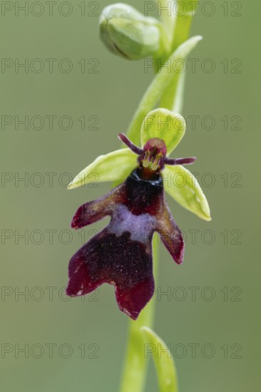 Fly orchid (Ophrys insectifera), single flower, close-up, Pupplinger Au, Isar floodplain, Upper Bavaria, Germany
