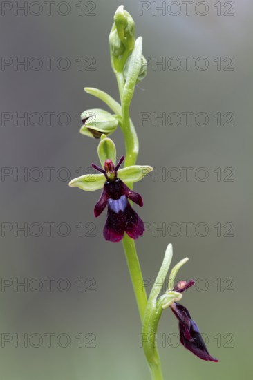 Fly orchid (Ophrys insectifera), Pupplinger Au, Isar floodplain, Upper Bavaria, Germany