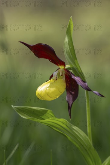 Lady's slipper (Cypripedium calceolus), single flower, Pupplinger Au, Isar floodplain, Upper Bavaria, Germany