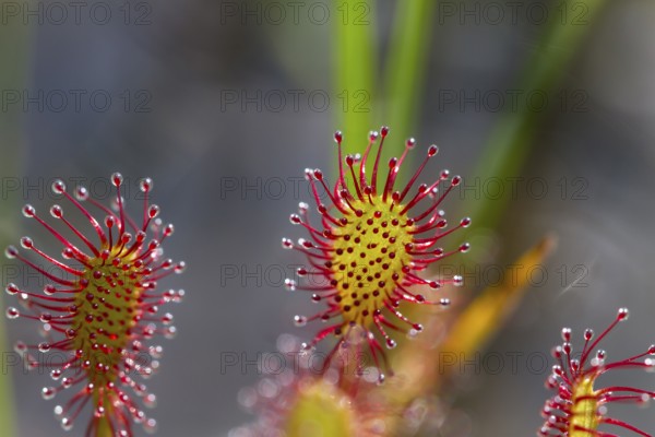 Oblong-leaved sundew (Drosera intermedia), leaves with adhesive glands, bog, raised bog, Upper Bavaria, Germany