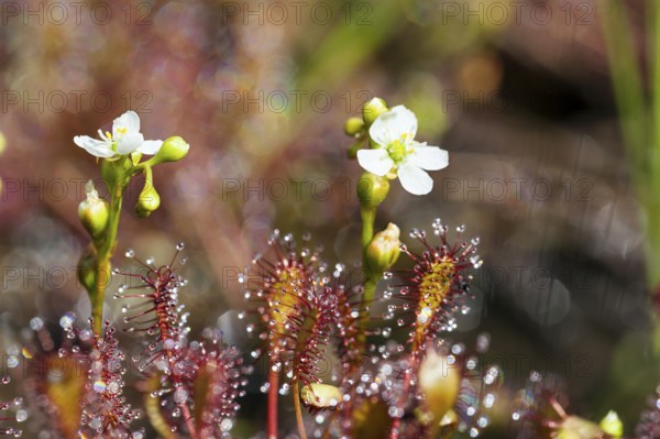 Oblong-leaved sundew (Drosera intermedia), flowers and leaves with adhesive glands, bog, raised bog, Upper Bavaria, Germany