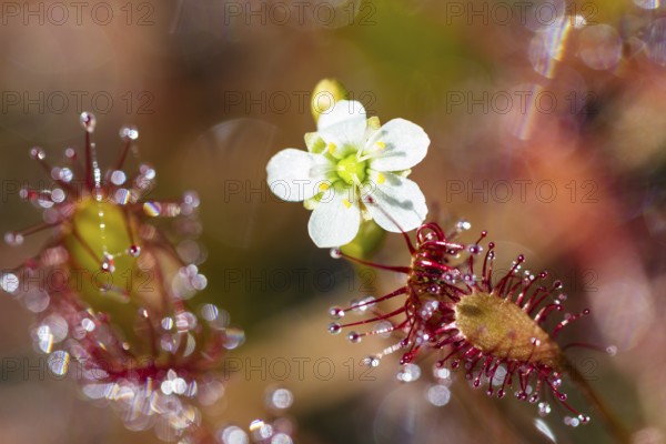 Oblong-leaved sundew (Drosera intermedia), flower and leaves with adhesive glands, bog, raised bog, Upper Bavaria, Germany