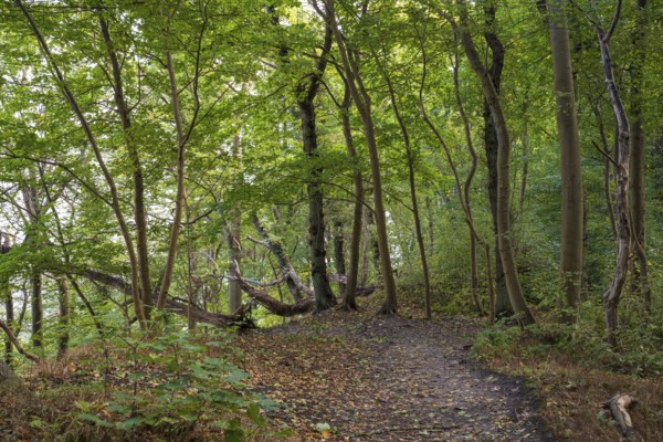 Trail through the beech forest on Nordperd, Hochuferweg, nature reserve, Baltic resort Göhren, Baltic Sea, Rügen island, Mecklenburg-Western Pomerania, Germany