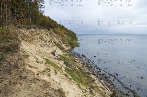 Cliff coast on Nordperd, view of the sea from above, birds on the coast, nature reserve, Baltic resort Göhren, Baltic Sea, Rügen island, Mecklenburg-Western Pomerania, Germany