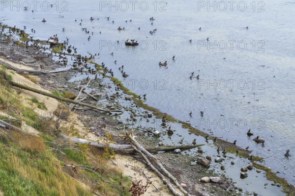 Cliff coast on Nordperd, view of the sea from above, birds on the shore, nature reserve, Baltic resort Göhren, Baltic Sea, Rügen island, Mecklenburg-Western Pomerania, Germany