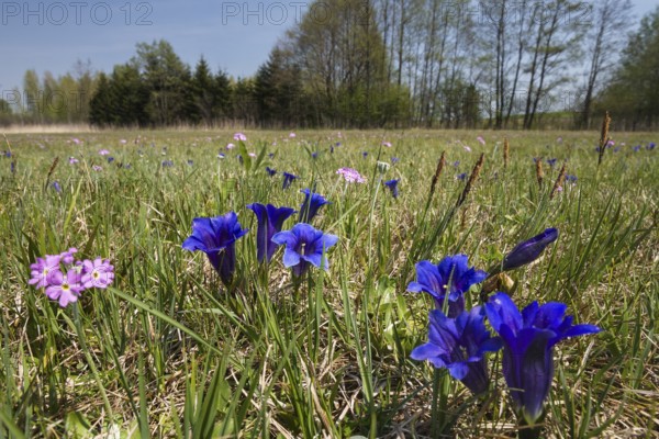 Stemless gentian (Gentiana clusii) and primrose (Primula farinosa), flowering meadow, fen, Upper Bavaria, Germany