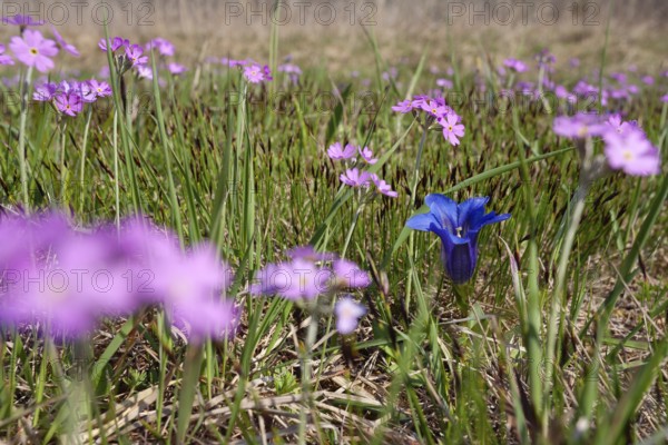Mealy primrose (Primula farinosa) and Stemless gentian (Gentiana clusii), flower meadow, fen, Upper Bavaria, Germany