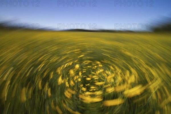 Ranunculus acris, flowering meadow abstract, movement, rotation, Upper Bavaria, Germany