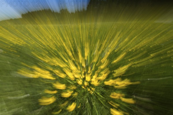 Buttercup (Ranunculus acris), meadow abstract, experimental, zoom, Upper Bavaria, Germany