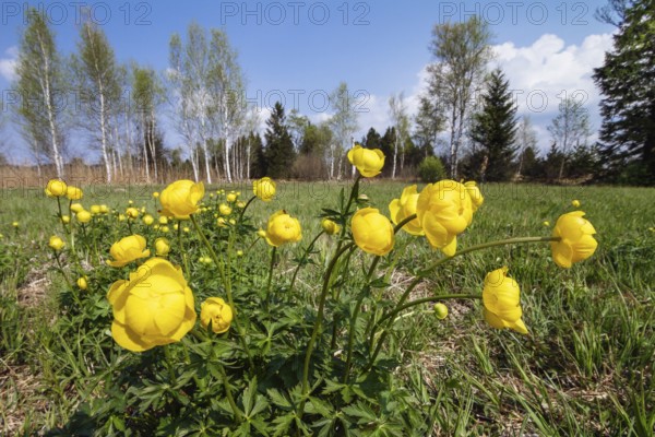Troll flowers (Trollius europaeus), in moorland, Loisach-Lake Kochel moss, Upper Bavaria, Germany
