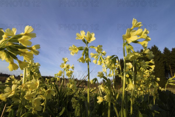 True oxlip in spring, forest cowslip, primrose (Primula elatior), Upper Bavaria, Germany
