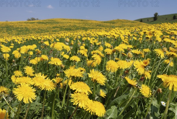 Dandelion, (Taraxacum officinale), yellow flowering meadow to the horizon, spring, Upper Bavaria, Germany