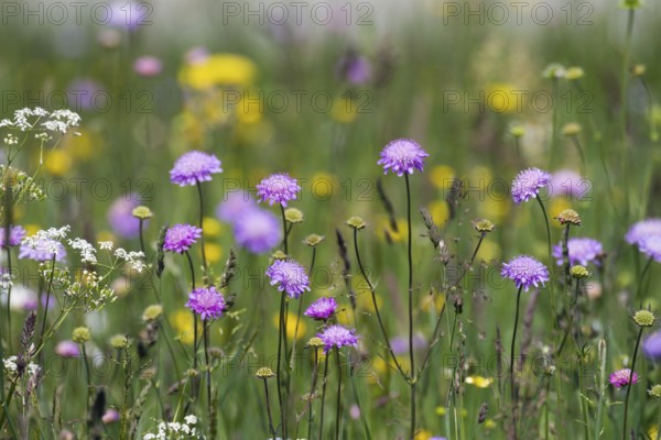 Flower meadow with widow flowers (Knautia arvensis), Upper Bavaria, Germany