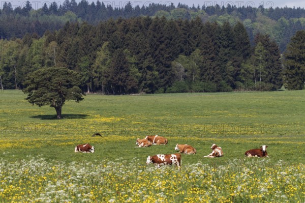 Cows on blooming pasture, dairy cows in the foothills of the Alps, Upper Bavaria, Alps, Germany