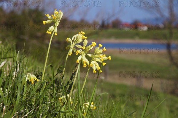 Spring cowslip (Primula veris), landscape, Upper Bavaria, Germany