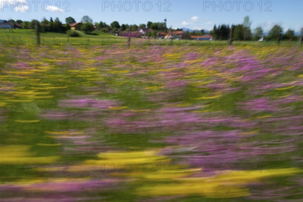 Flower meadow with buttercups (Ranunculus acris) and cuckoo flowers (Lychnis flos-cuculi), moving camera, Iffeldorf, Upper Bavaria, Germany
