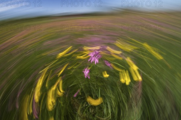 Abstract flower meadow with buttercups (Ranunculus acris) and cuckoo flowers (Lychnis flos-cuculi), movement, rotation, abstract, ICM, Upper Bavaria, Germany