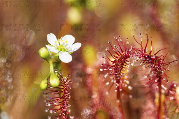 Oblong-leaved sundew (Drosera intermedia), flowers and leaves with adhesive glands, Upper Bavaria, Germany