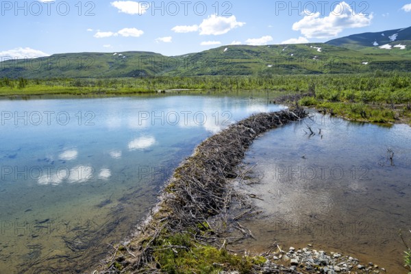 Beaver dam on a river, Alaska Range, Richardson Highway, Alaska, USA
