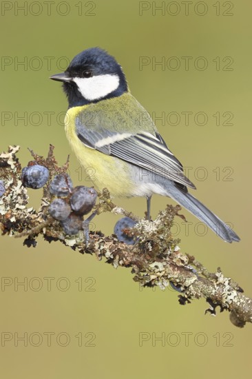 Great tit (Parus major), sitting on a branch in a blackthorn bush, (Prunus spinosa), sloes, with ripe fruit, autumn, wildlife, animals, tit family, songbird, birds, Wilnsdorf, North Rhine-Westphalia, Germany