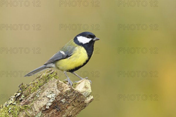 Great tit (Parus major) sitting on moss-covered dead wood, side view, Wilnsdorf, North Rhine-Westphalia, Germany