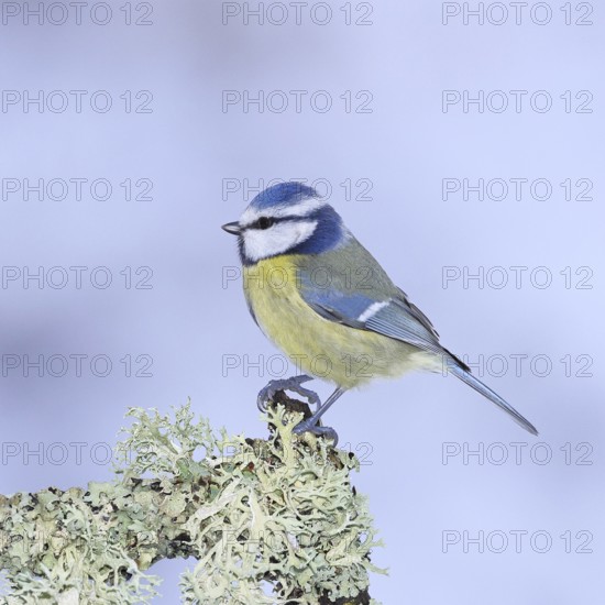 Blue tit (Parus caeruleus), sitting on a branch overgrown with reindeer lichen (Cladonia rangiferina), Wilnsdorf, North Rhine-Westphalia, Germany